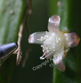 catenulata
